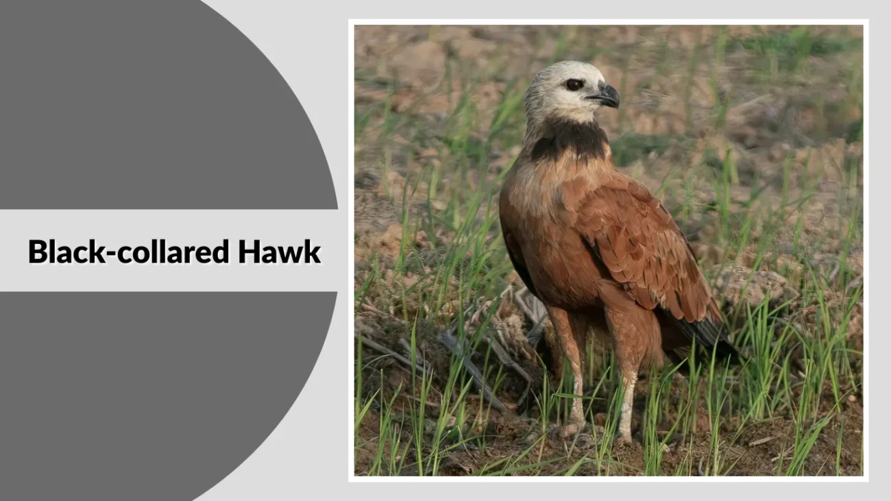 Black-collared Hawk