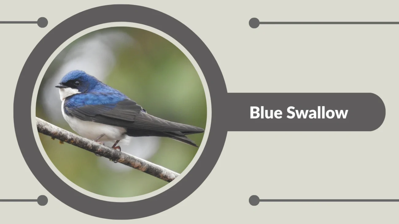 Blue Swallow