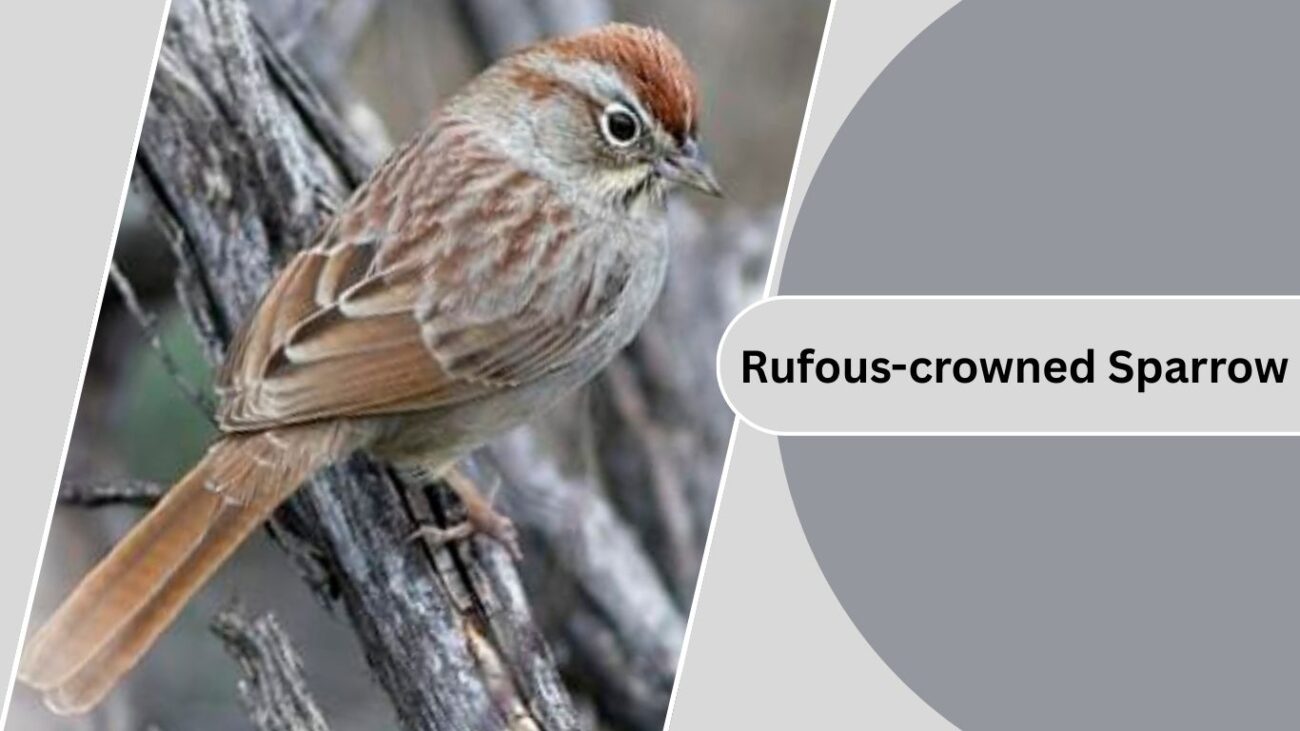 Rufous-crowned Sparrow