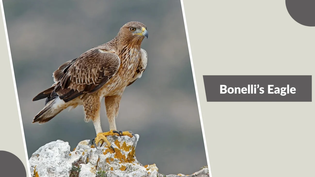 Bonelli’s Eagle