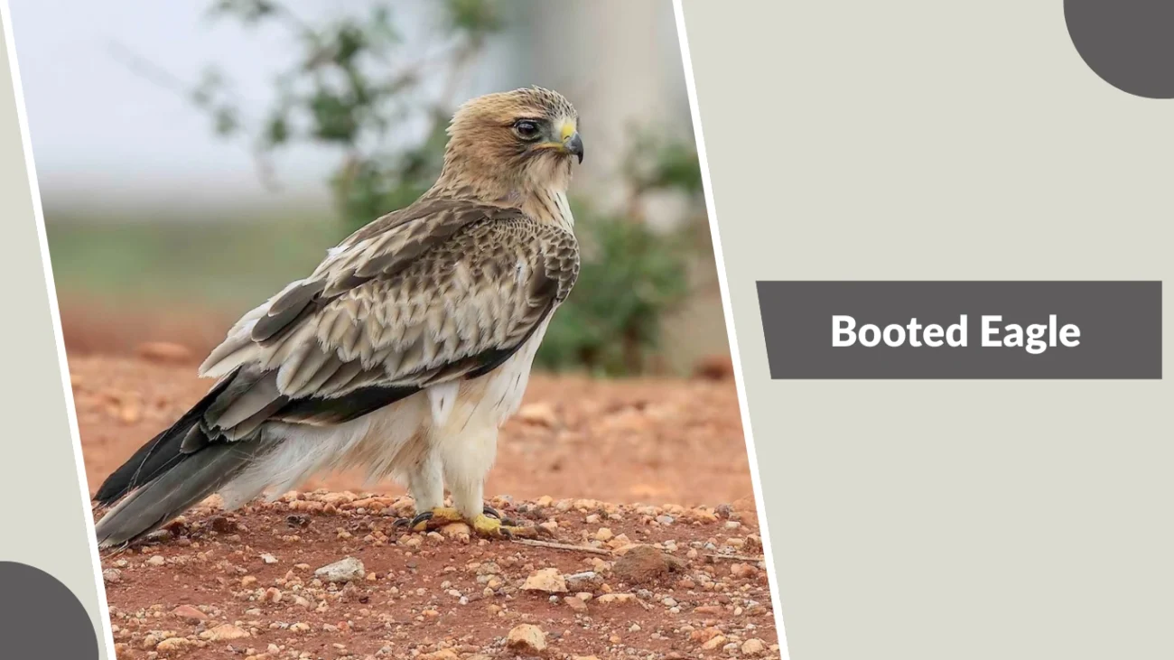 Booted Eagle