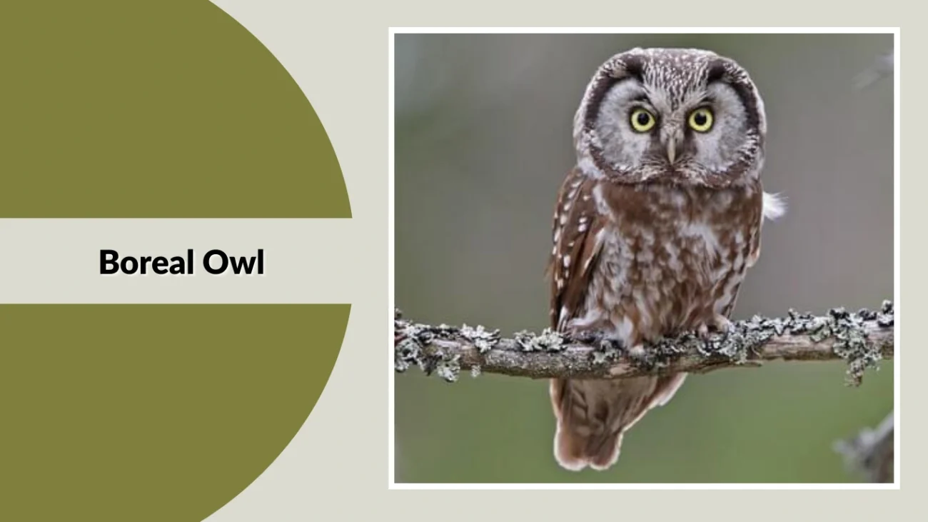 Boreal Owl