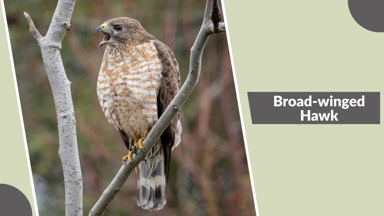 Broad-winged Hawk