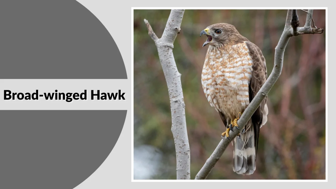 Broad-winged Hawk