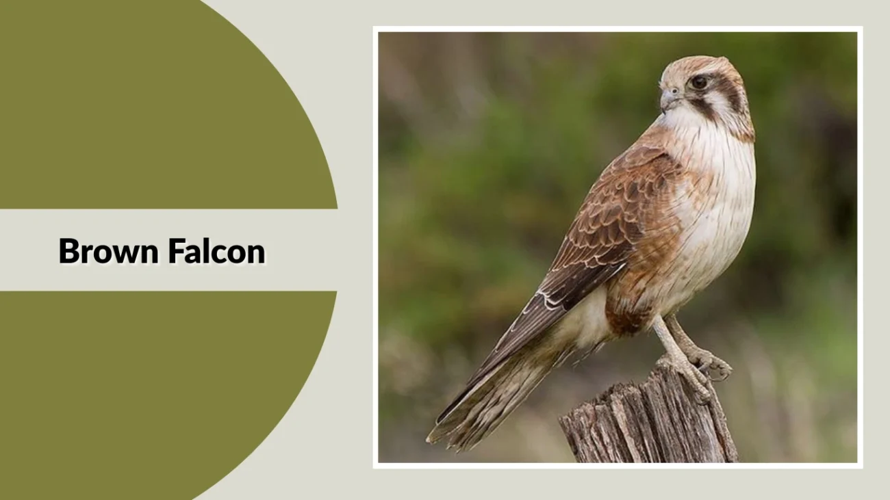 Brown Falcon