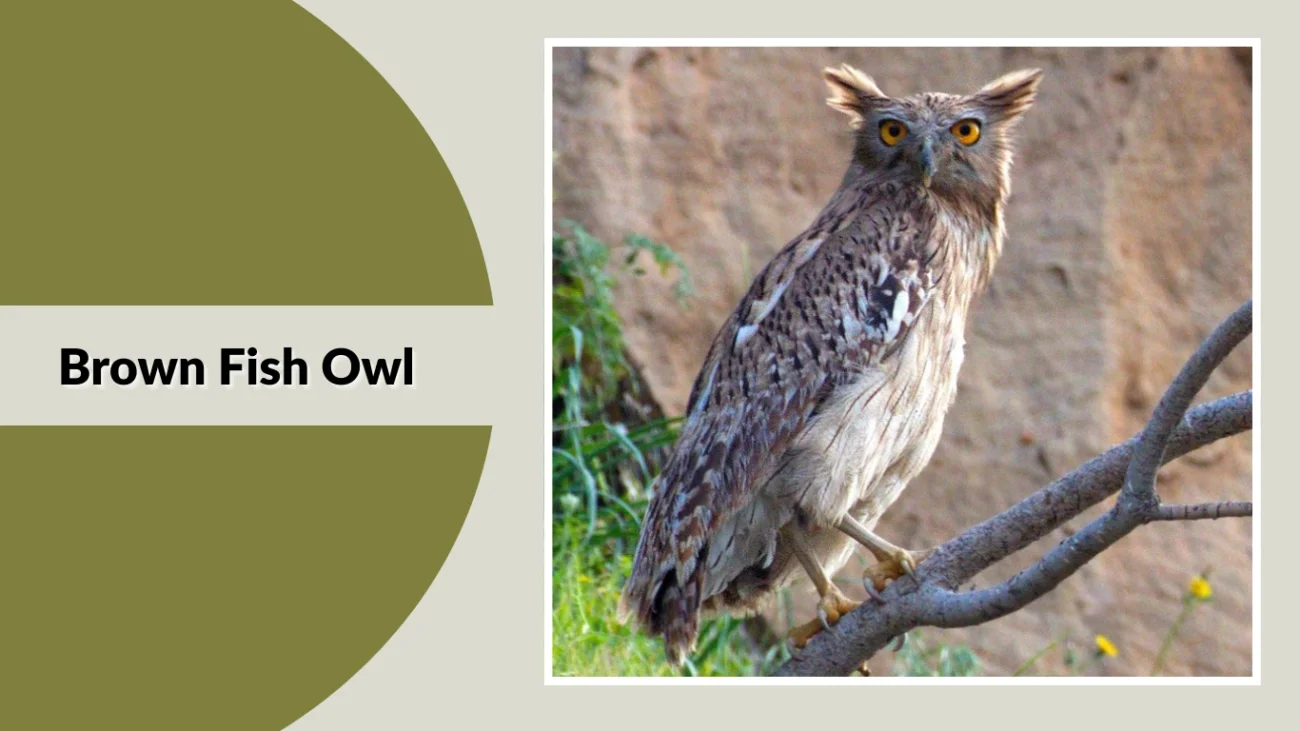 Brown Fish Owl