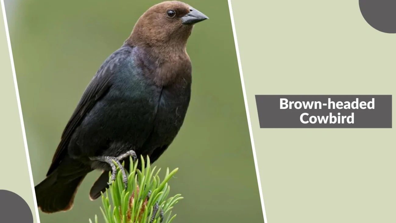 Brown-headed Cowbird