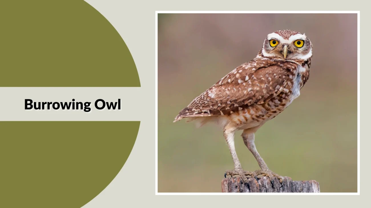 Burrowing Owl