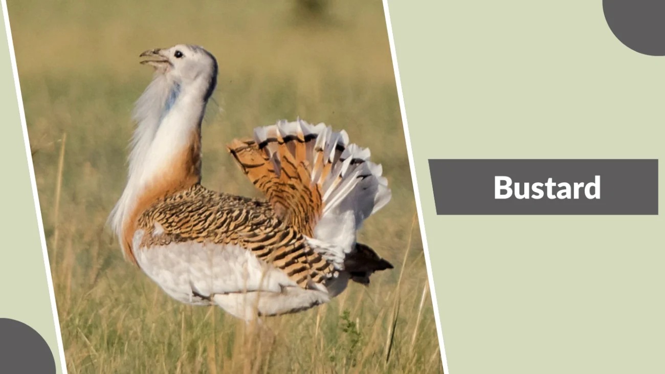 Bustard