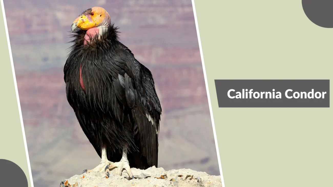 California Condor