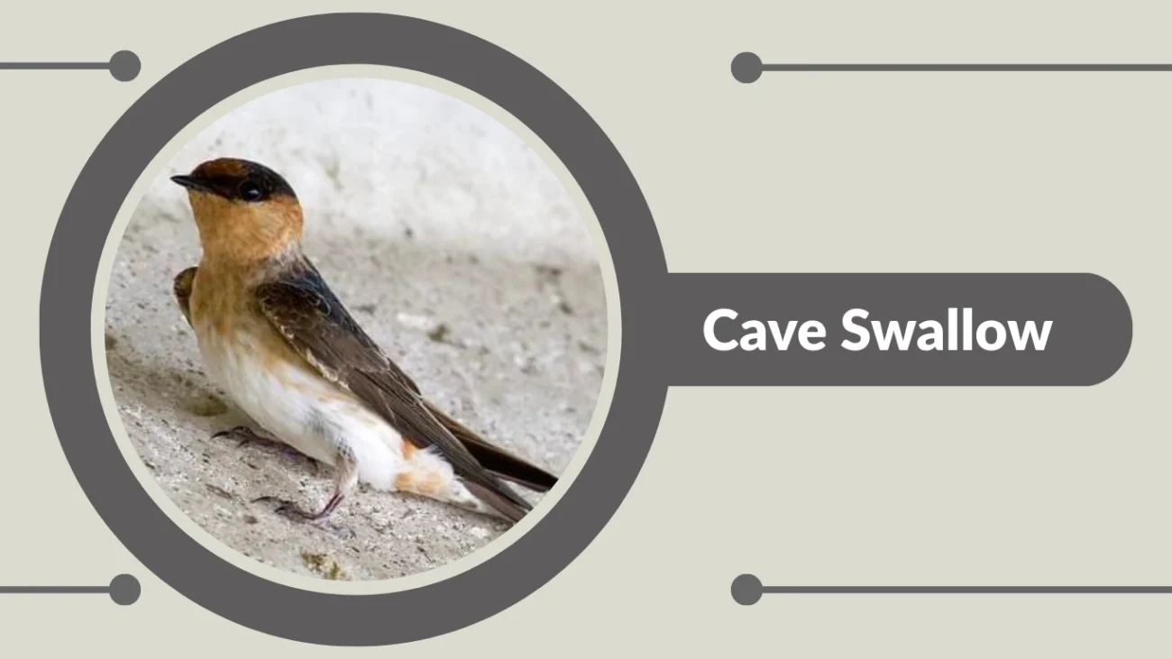 Cave Swallow
