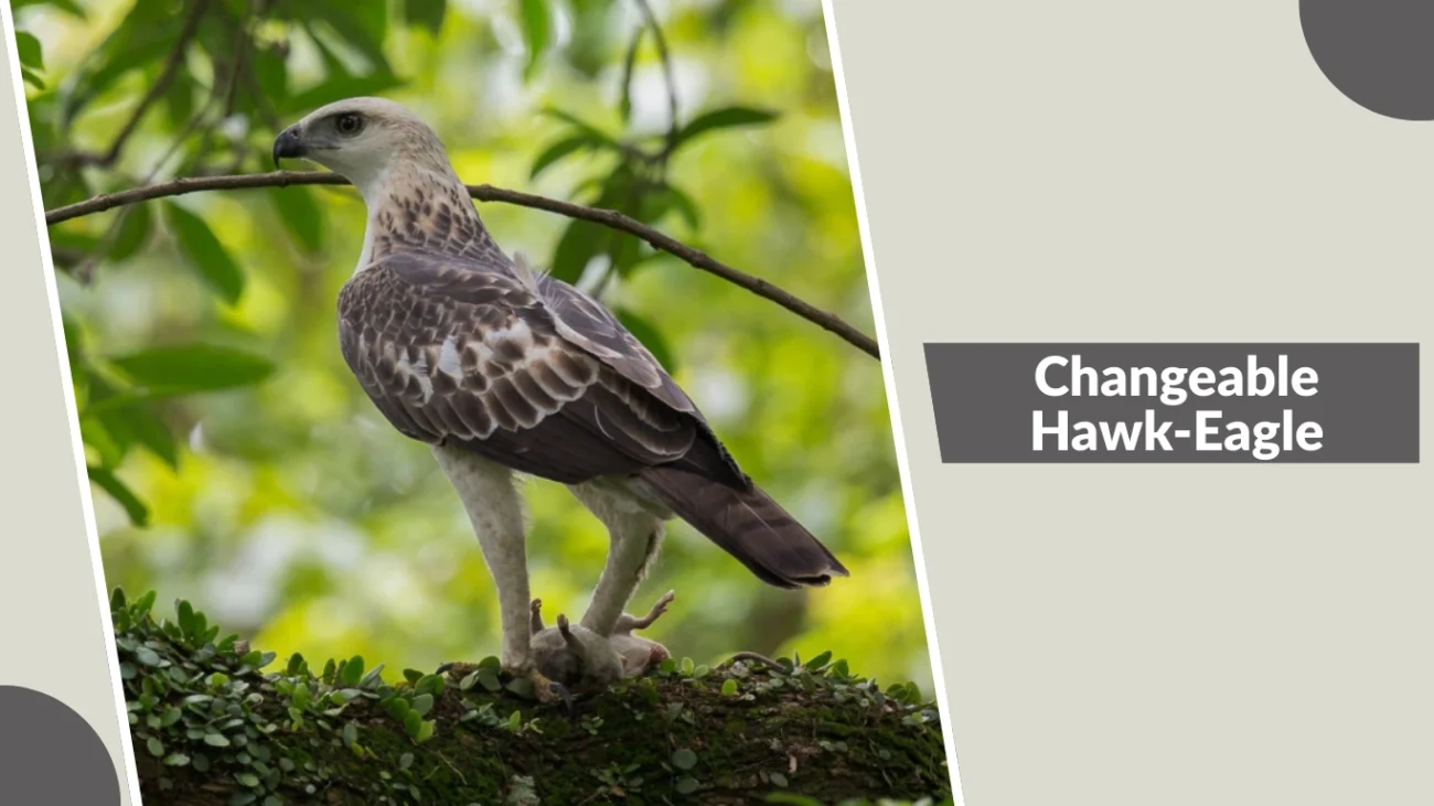 Changeable Hawk-Eagle