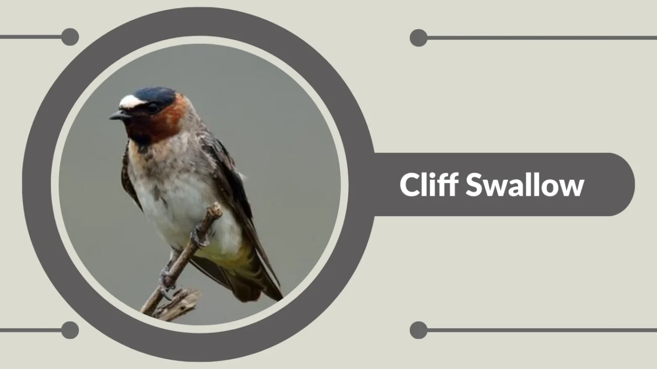Cliff Swallow