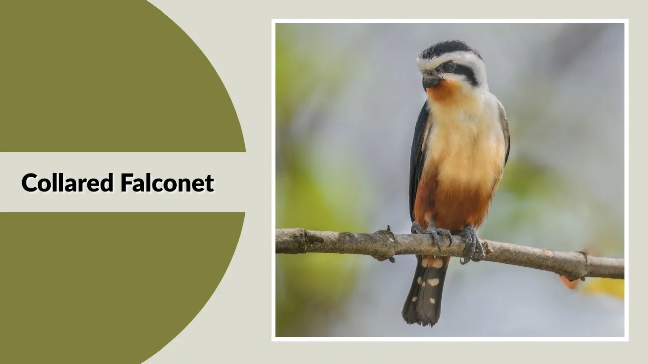 Collared Falconet