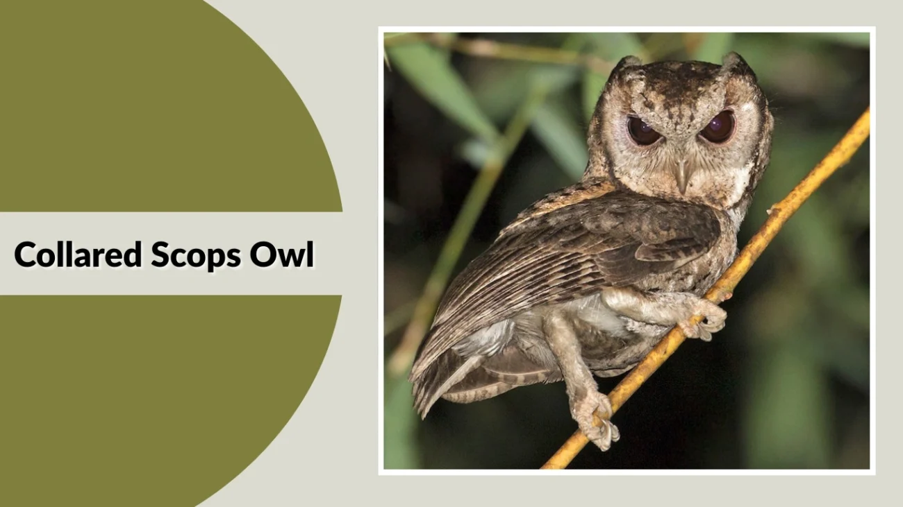 Collared Scops Owl