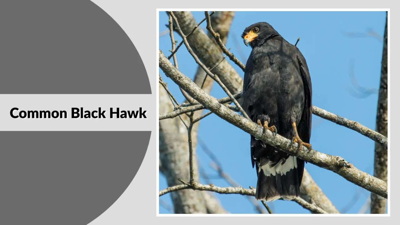 Common Black Hawk