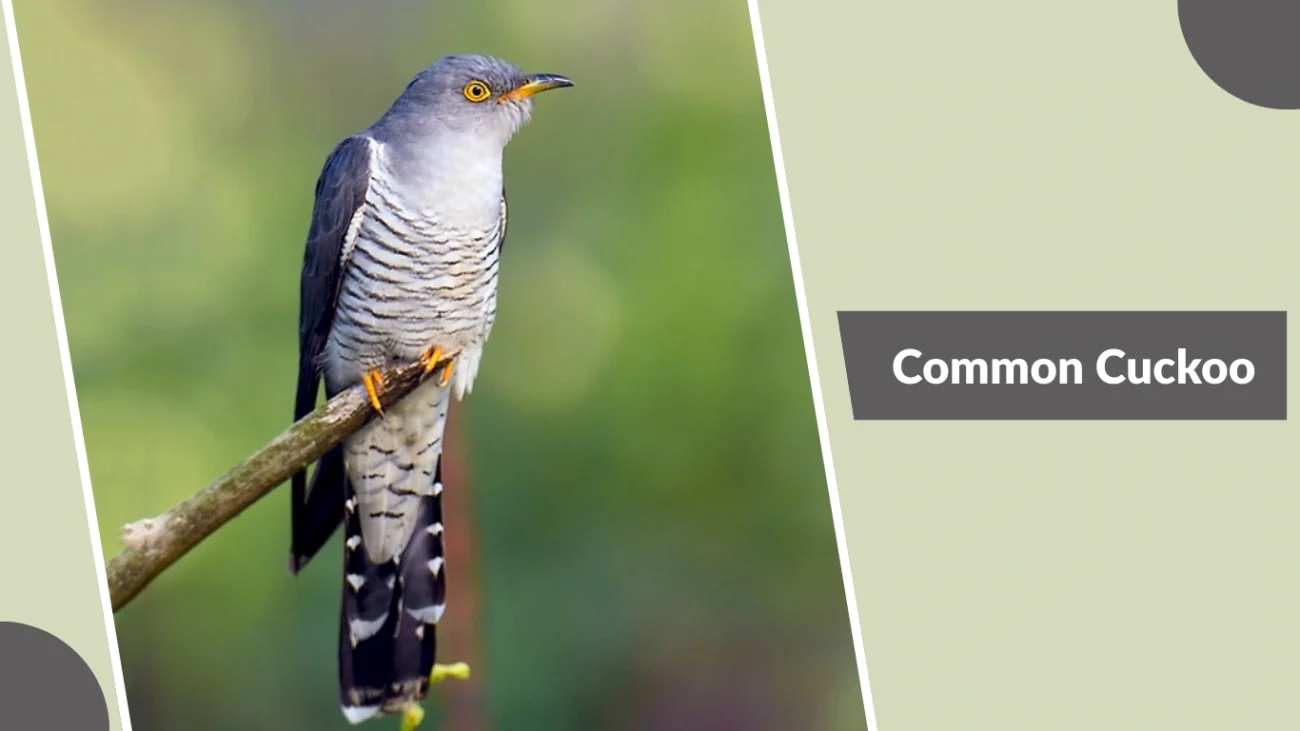 Common Cuckoo