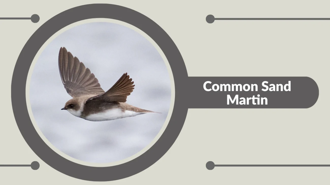 Common Sand Martin