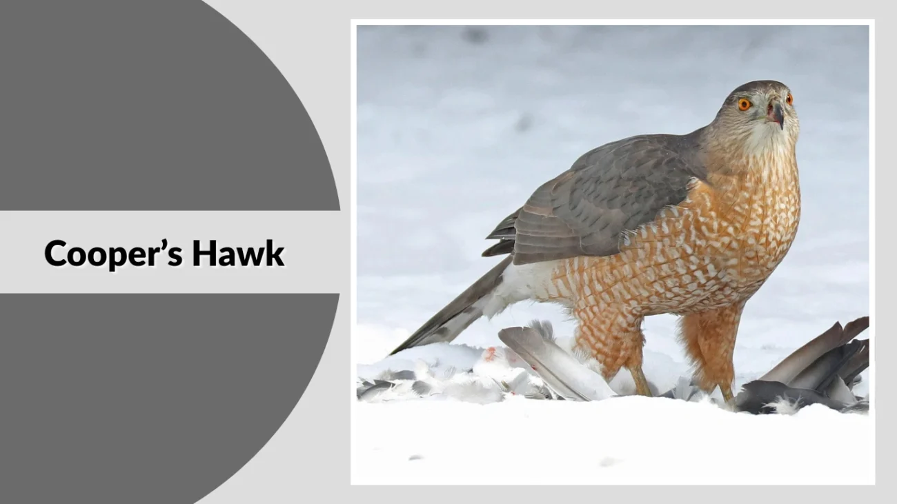 Cooper’s Hawk
