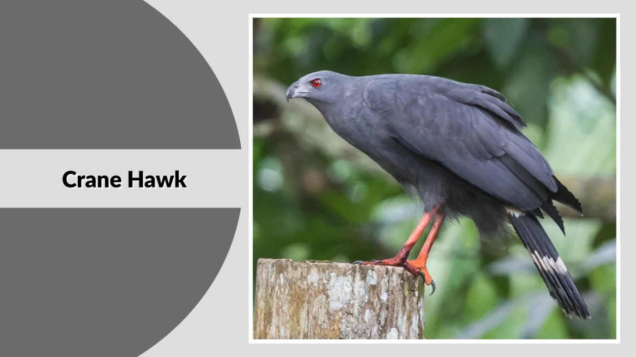 Crane Hawk