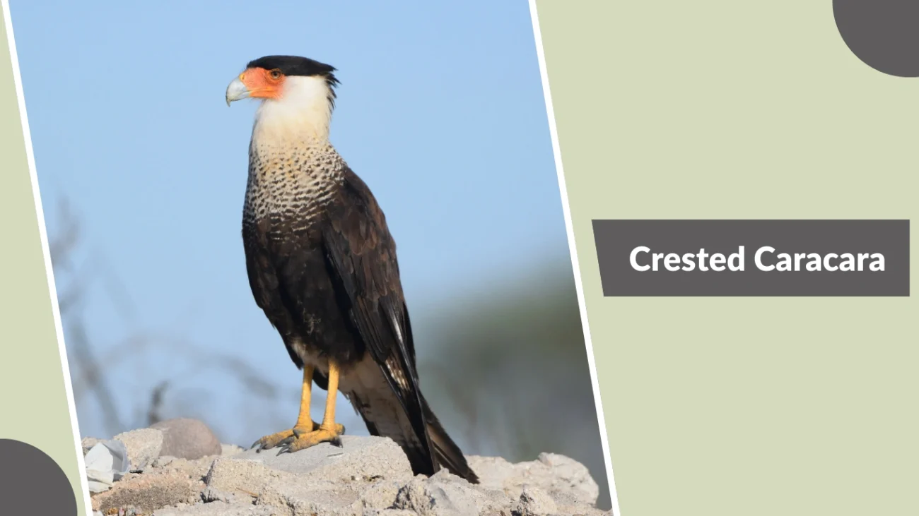 Crested Caracara