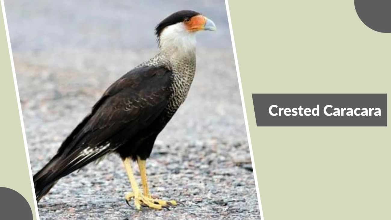 Crested Caracara