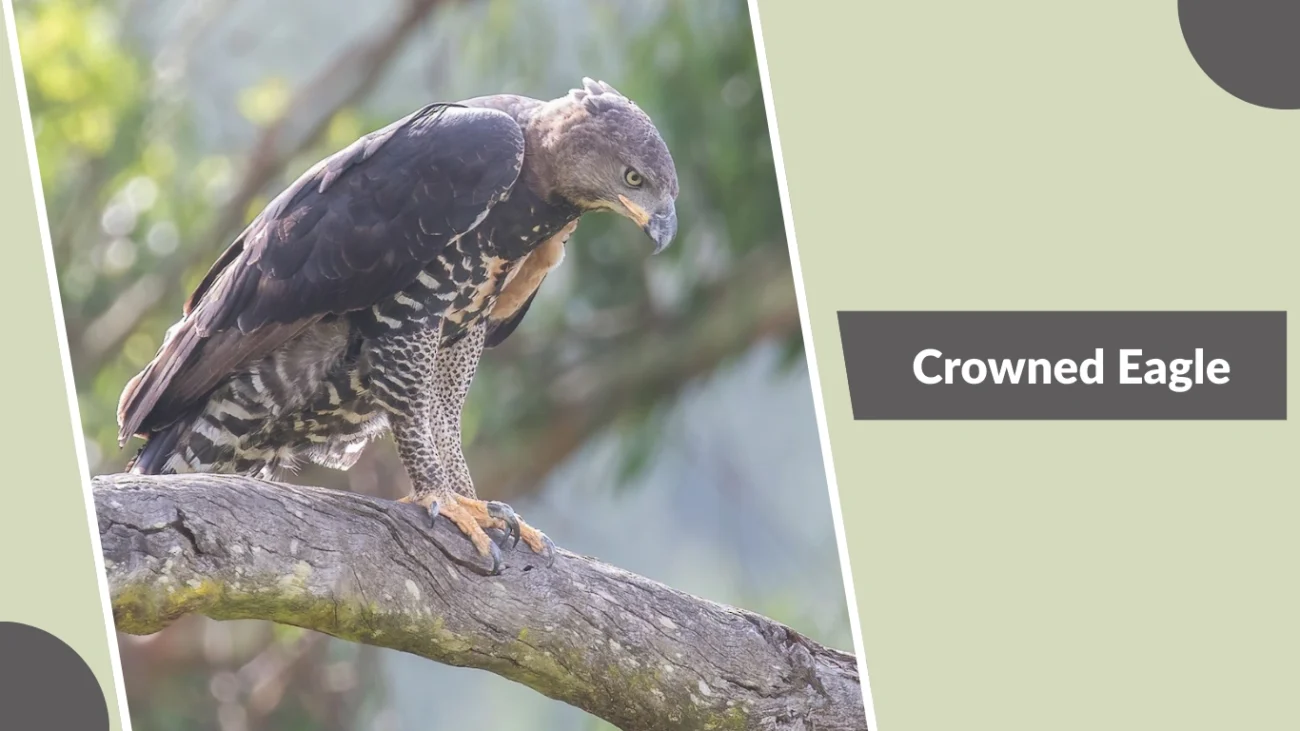 Crowned Eagle