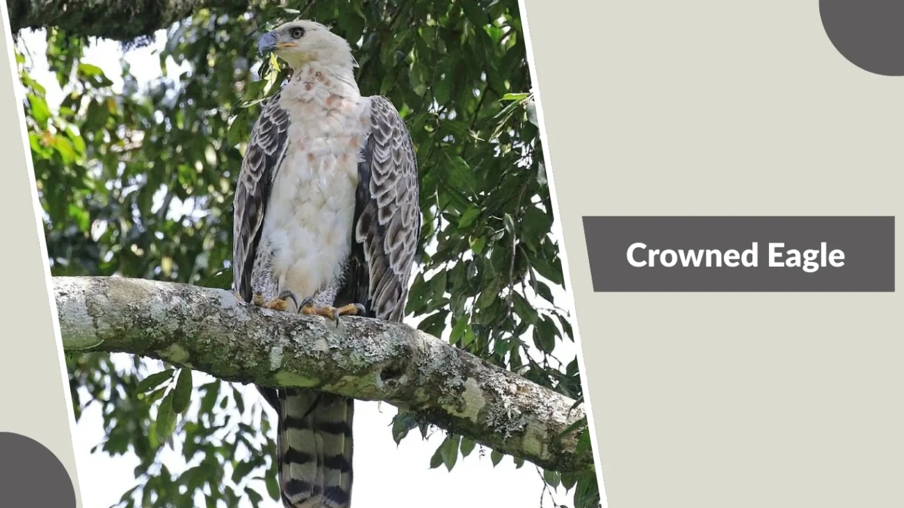 Crowned Eagle