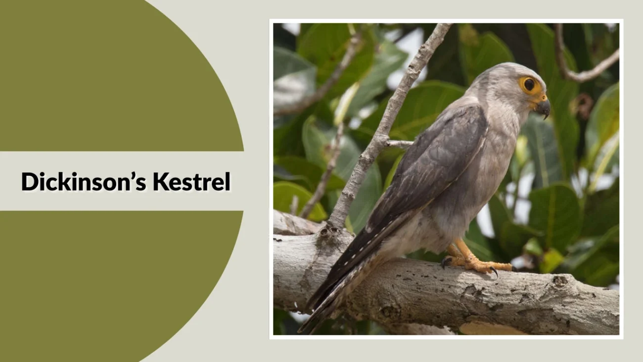 Dickinson’s Kestrel