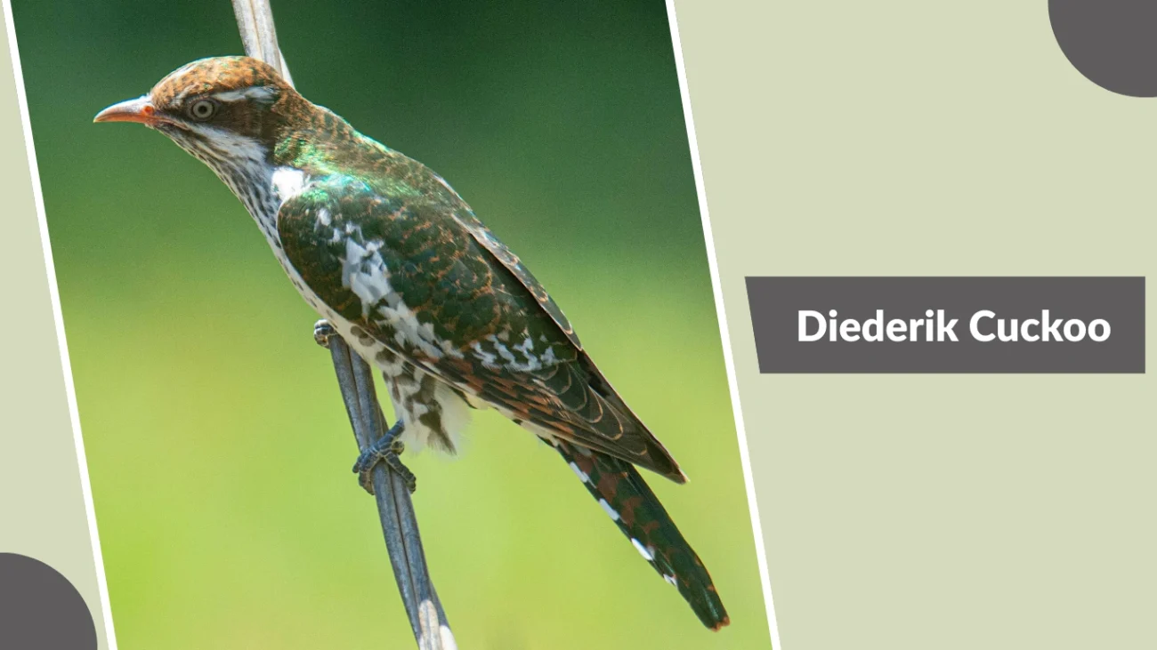 Diederik Cuckoo