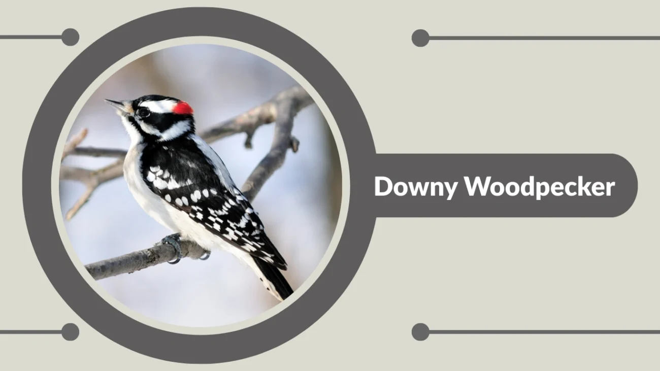 Downy Woodpecker