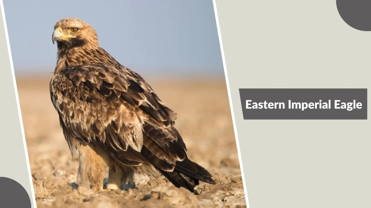 Eastern Imperial Eagle
