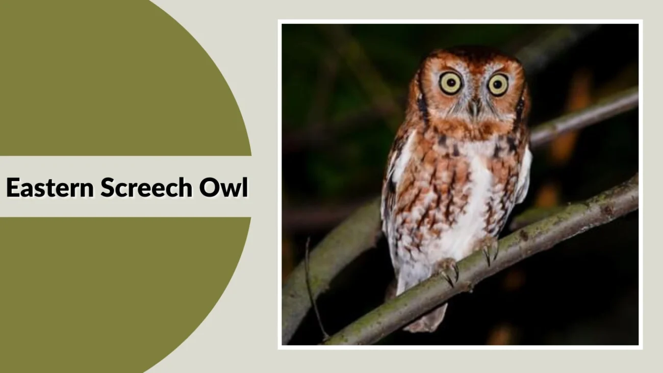 Eastern Screech Owl
