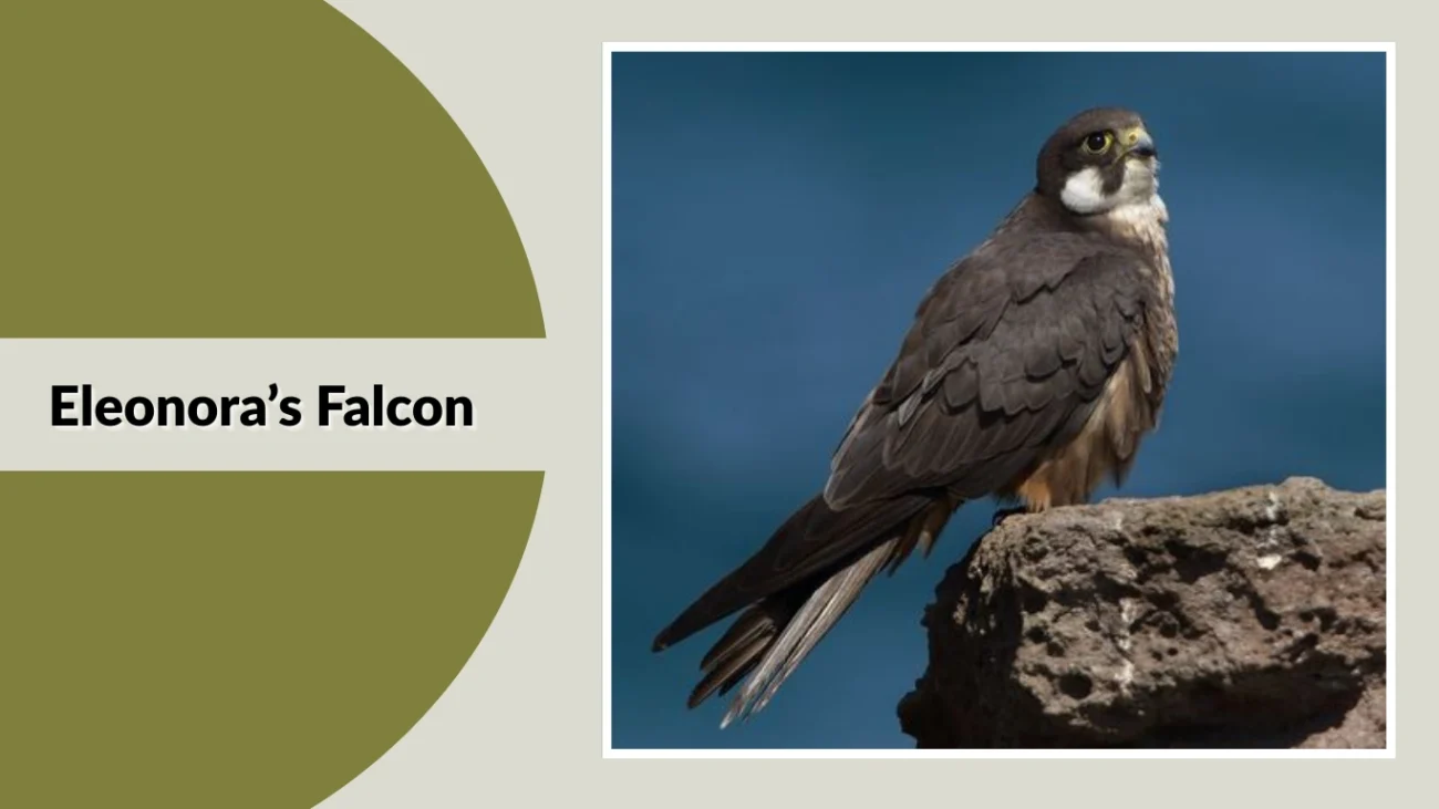 Eleonora’s Falcon