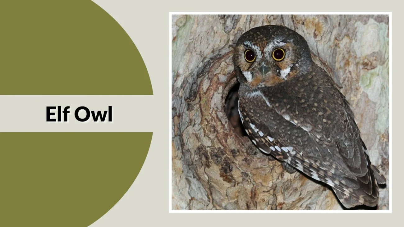 Elf Owl