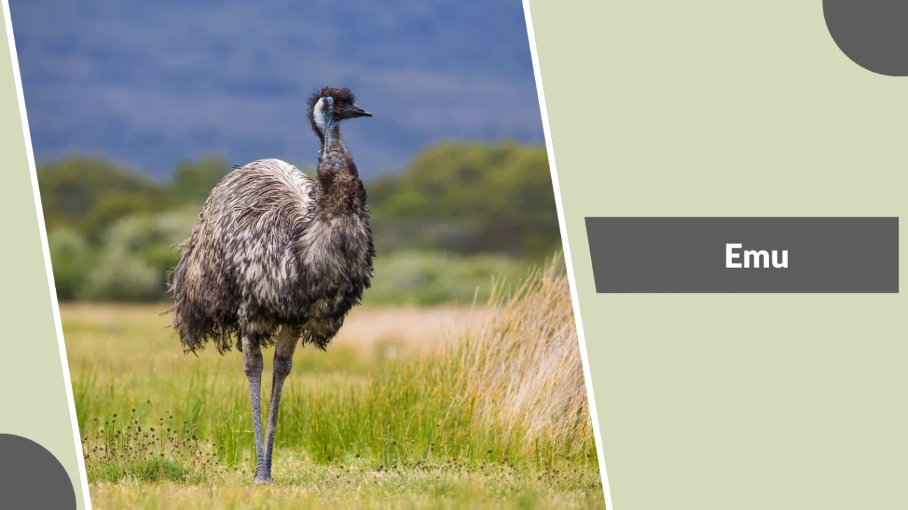 Emu