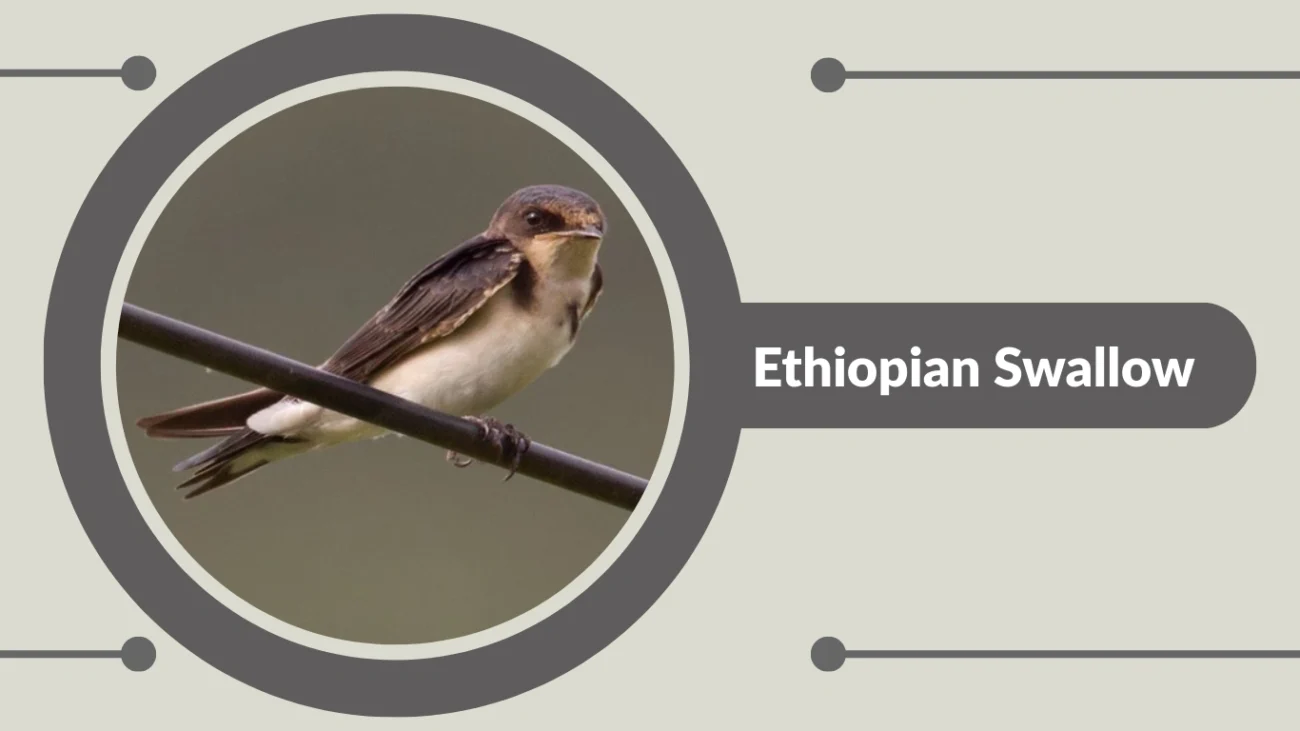 Ethiopian Swallow