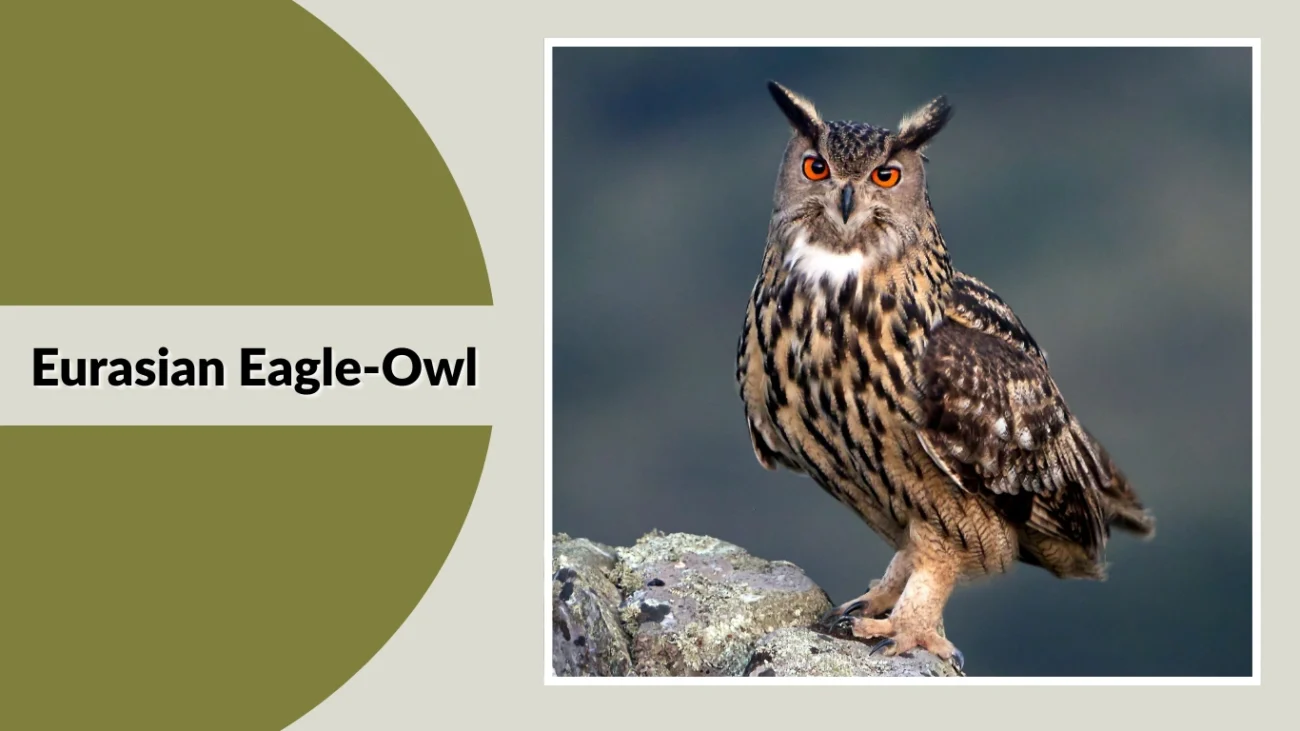 Eurasian Eagle-Owl