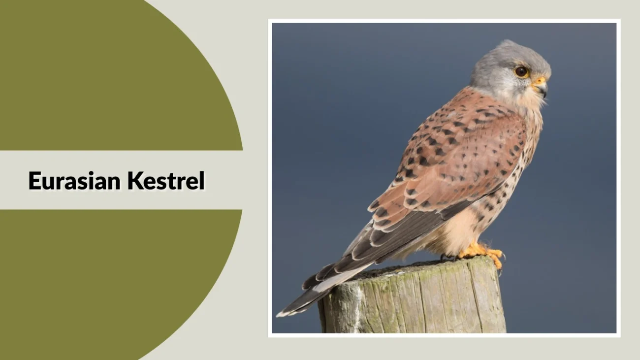 Eurasian Kestrel