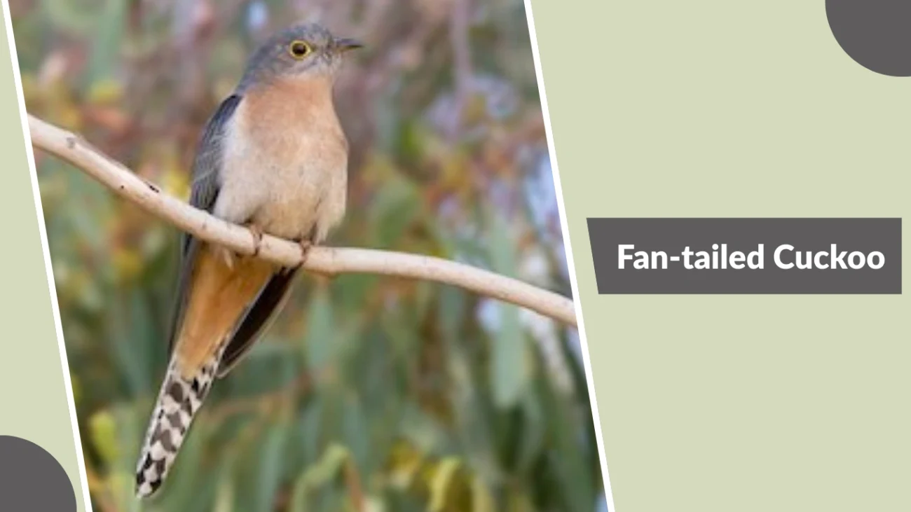 Fan-tailed Cuckoo