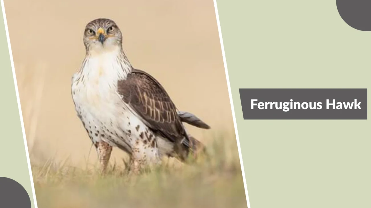 Ferruginous Hawk