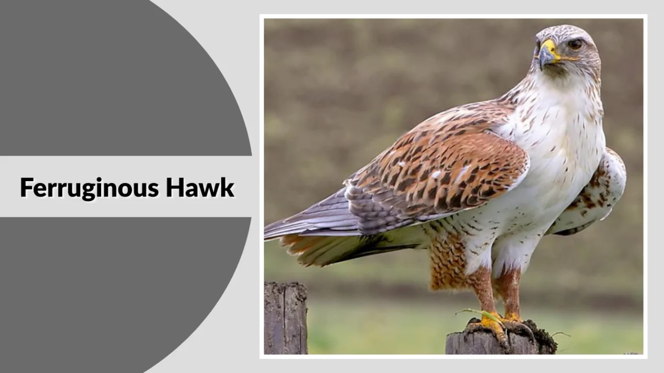 Ferruginous Hawk