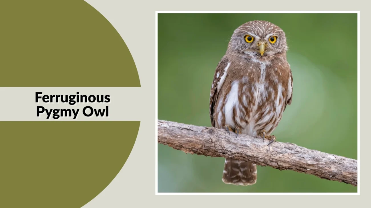 Ferruginous Pygmy Owl