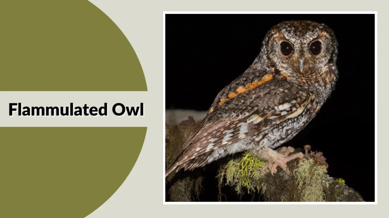 Flammulated Owl