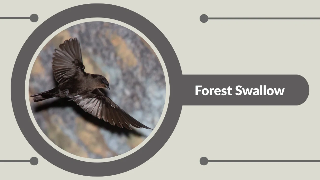 Forest Swallow