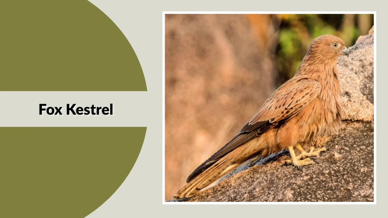 Fox Kestrel