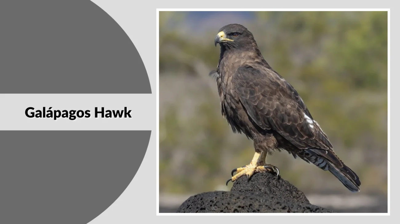 Galápagos Hawk