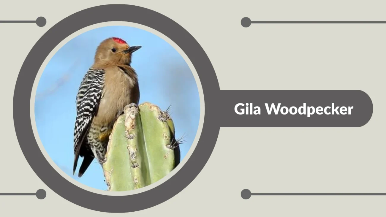 Gila Woodpecker
