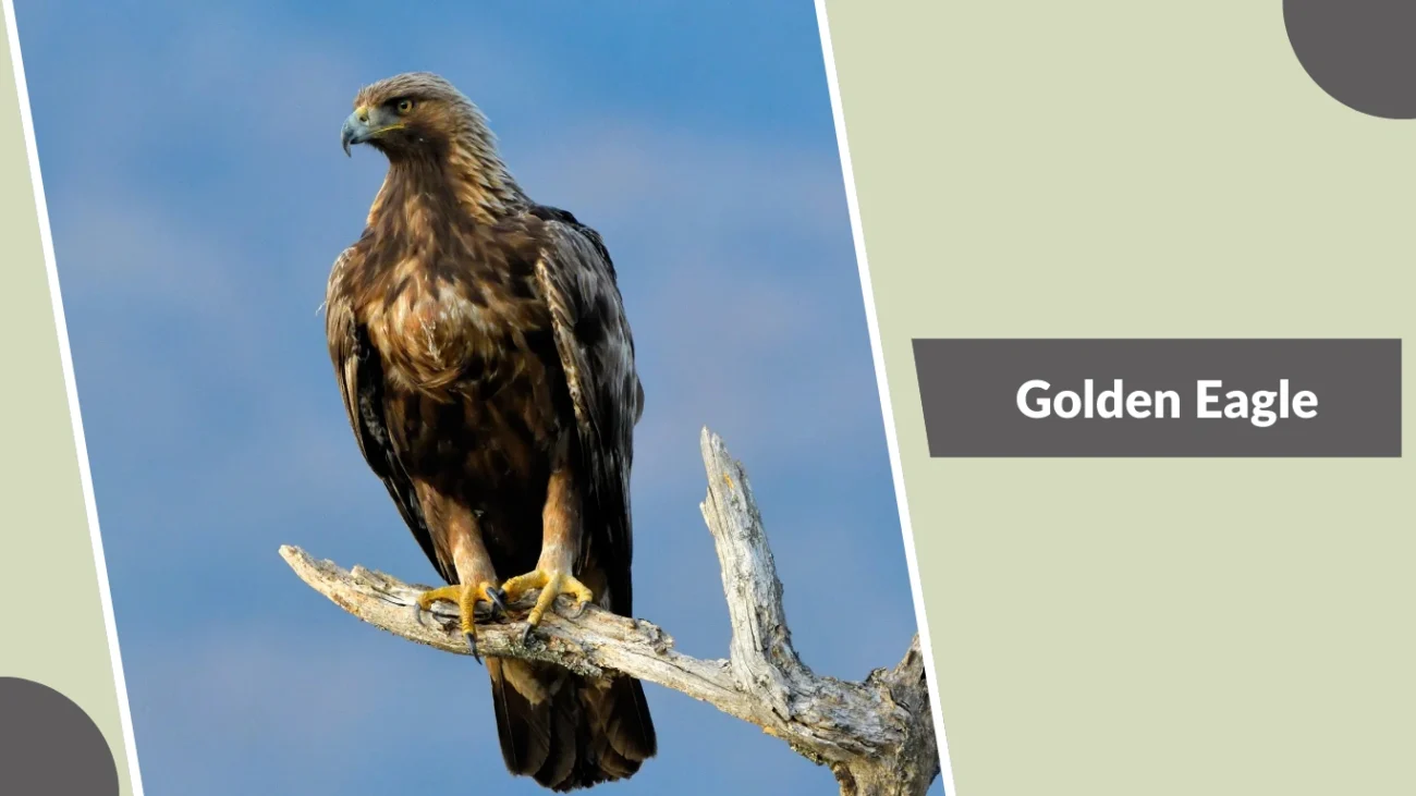 Golden Eagle