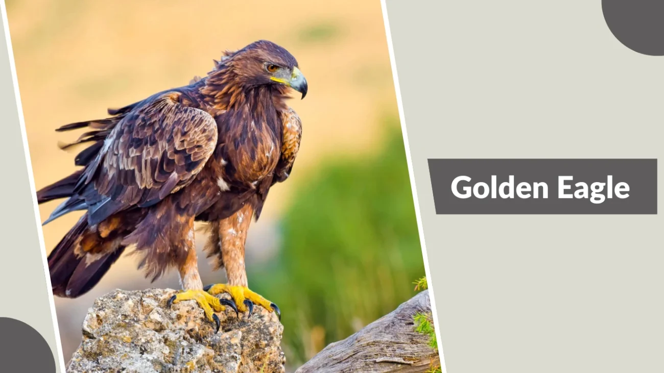 Golden Eagle